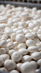 white mushroom background