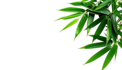 Lush green bamboo leaves against a stark black background, showcasing natural beauty