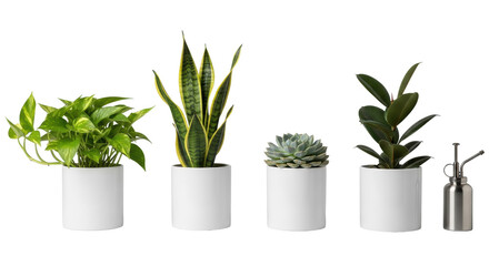 Obraz premium Four distinct houseplants (pothos, snake, succulent, ficus) in white pots, with a silver mister, on a seamless transparent background, clean commercial product display concept