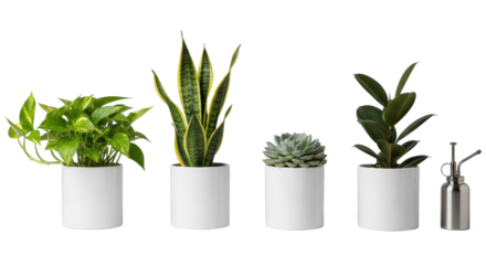 Four distinct houseplants (pothos, snake, succulent, ficus) in white pots, with a silver mister, on a seamless transparent background, clean commercial product display concept