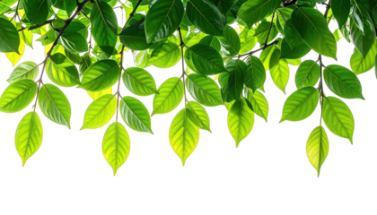 Lush green leaves with sunlight filtering through, against a stark black backdrop