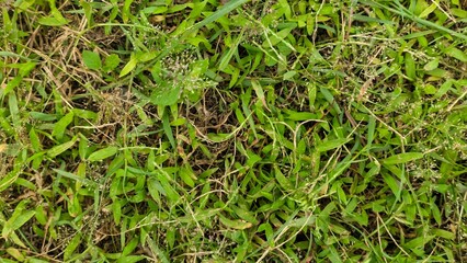 Dense Green Weeds and Wild Grass Texture