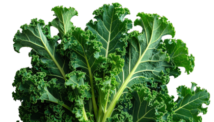 A close-up of vibrant green, curly leaves of a leafy plant, isolated on black