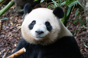 Female Panda, Mei Lan, aka Rou Rou, eating Bamboo leaves, Panda Valley, China