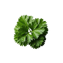 Small cluster of vibrant green parsley leaves with sparkling dewdrops and intricate texture, isolated on a clean transparent background, top-down commercial product photography concept.
