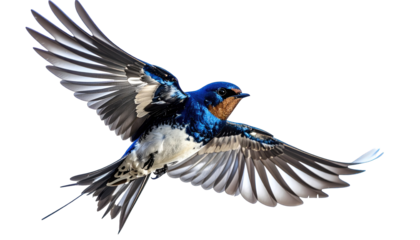 A swallow in full flight, showcasing vibrant blue, brown, and white plumage against black