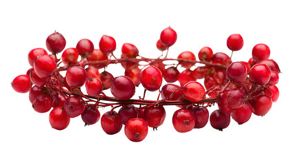 American Bittersweet Berries