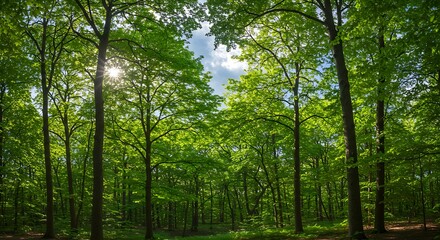 Fototapeta premium Lush forest canopy with sunlight filtering through vibrant green leaves and branches