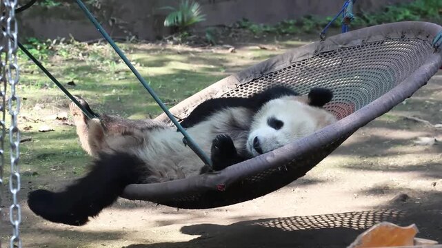 Close up cute Fluffy Panda sleeping on the colorful hammock, Chongqing, China