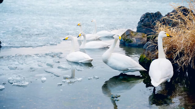 A group of white Whooper Swans standing and swimming in partially frozen water near icy patches and dry reeds in winter