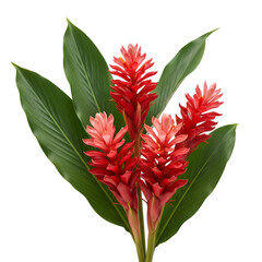 Red Ginger Flower Alpinia Purpurata with Tropical Leaves Isolated on White – Vibrant Exotic Floral