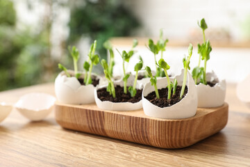 Wooden holder with seedlings in egg shells on table in kitchen, closeup
