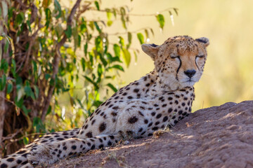 Sleeping Cheetah in the bush