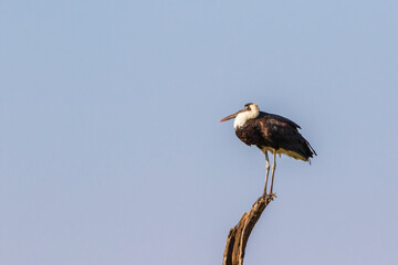 Woolly necked stork at a blue sky