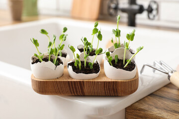 Wooden holder with seedlings in egg shells on sink in kitchen, closeup