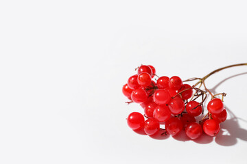 Branch of fresh viburnum berries on white background, closeup