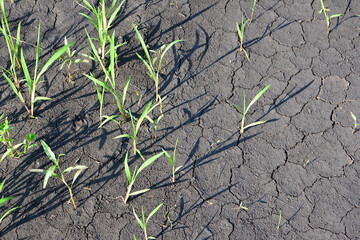 Young Green Shoots Emerging from Cracked Dry Earth