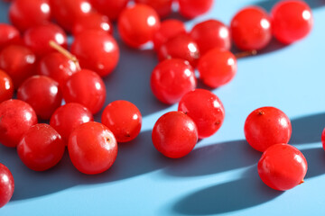 Heap of fresh viburnum berries on blue background, closeup