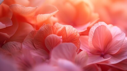 Soft Pink and Orange Floral Petals with Dreamy Warm Light Background.