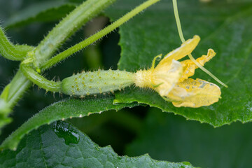 Vue rapproché d'un cornichon recouvert de petites épines. Ses tiges sont poilues et portent des feuilles lobées et souples. Ses fleurs sont de couleurs jaunes, il se récolte jeune.