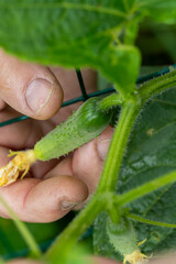 Vue rapproch&eacute; d'un cornichon recouvert de petites &eacute;pines. Ses tiges sont poilues et portent des feuilles lob&eacute;es et souples. Ses fleurs sont de couleurs jaunes, il se r&eacute;colte jeune.