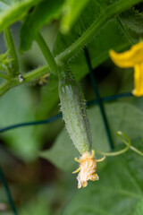 Vue rapproché d'un cornichon recouvert de petites épines. Ses tiges sont poilues et portent des feuilles lobées et souples. Ses fleurs sont de couleurs jaunes, il se récolte jeune.