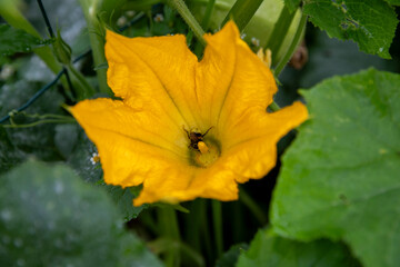 Vue rapproch&eacute;e et l&eacute;g&egrave;rement sur&eacute;lev&eacute;e d'une fleur de courge spaghetti jaune vif (Cucurbita pepo). Un bourdon butine son pollen.