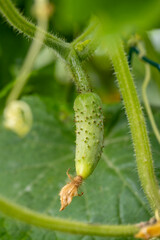 Vue rapproché d'un cornichon recouvert de petites épines. Ses tiges sont poilues et portent des feuilles lobées et souples. Ses fleurs sont de couleurs jaunes, il se récolte jeune.