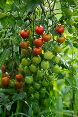 Pied de tomates cerises dans un jardin verdoyant en plein air. Des tomates sont rouges et mûres, d'autres sont encore vertes.