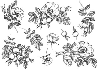 Rosehip set of hand-drawn ink vector illustrations. Flowers, berries, leaves, and buds. Elements for packaging and label design for tea and cosmetics.