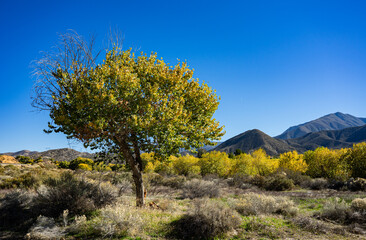 Tree on a Riverbed Shoreline in California Wilderness
