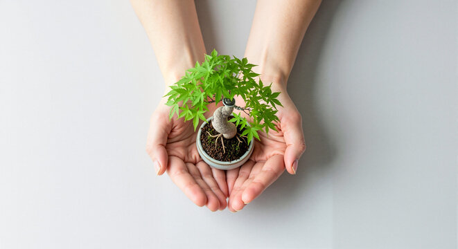 Hands holding a small bonsai tree in a white pot on grey background  