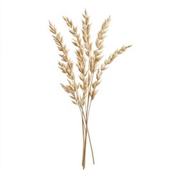 Fototapeta premium Golden oat stems isolated against a white background in detail