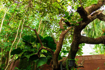 A collection of natural garden backgrounds captured in a cozy outdoor cafe, showcasing vibrant greenery, wooden textures, and a peaceful environment. Ideal for nature-themed designs, backgrounds, or r