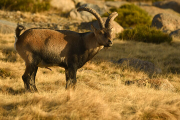 monteses en la sierra de gredos