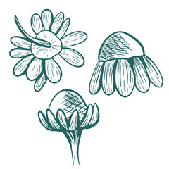 Vector illustration of a chamomile from different angles. Hand-drawn linear icon set in transformative teal. Botanical sketch of chamomile flowers for backgrounds, packaging, and prints.