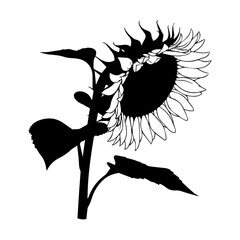 Stylish Black and White Sunflower Illustration with Bold Contrasts