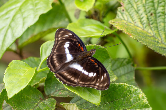 Staff Sergeant - Athyma selenophora, beautiful colored butterly native to meadows and grasslands of tropical and subtropical Asia, Vietnam.