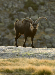cabras monteses en la sierra de gredos