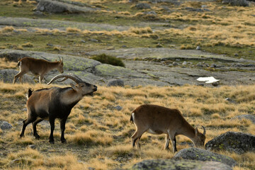 cabra montes en la sierra de Gredos en otoño