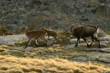 cabras monteses en la sierra de gredos