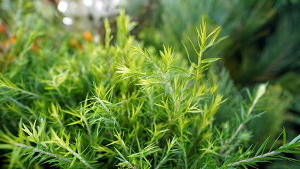Fresh Melaleuca alternifolia leaves, source of antibacterial tea tree essential oil