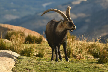 cabras monteses en la sierra de gredos