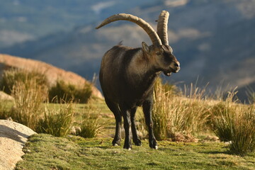 Fototapeta premium cabras monteses en la sierra de gredos