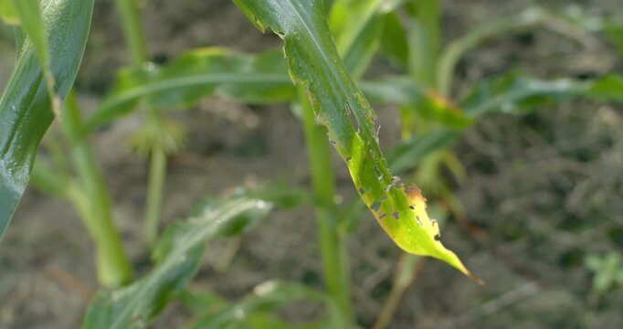 Corn leaf damaged by leaf borer insects, showing visible holes and feeding marks.Close-up of corn leaf damaged by pests, showing irregular chewing marks and brown edges from leaf borer activity.
