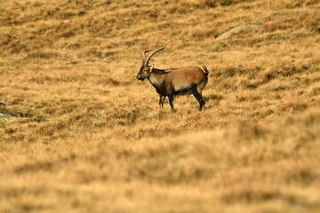 gredos y cabras monteses