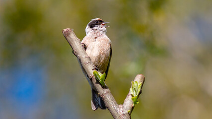 blue tit on a branch