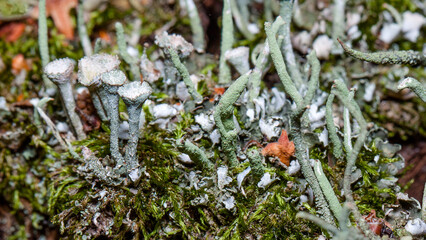 moss covered with snow
