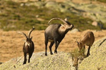 gredos y cabras monteses