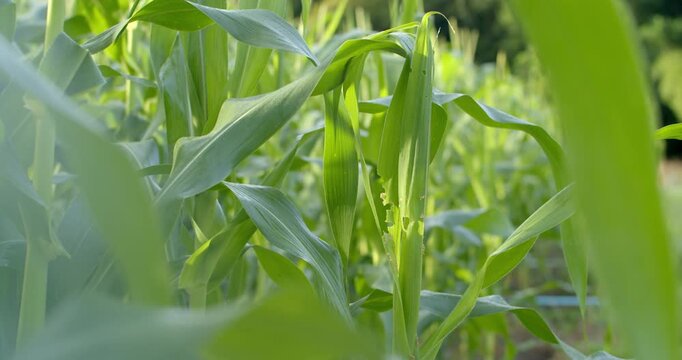 Corn leaf damaged by leaf borer insects, showing visible holes and feeding marks.Close-up of corn leaf damaged by pests, showing irregular chewing marks and brown edges from leaf borer activity.